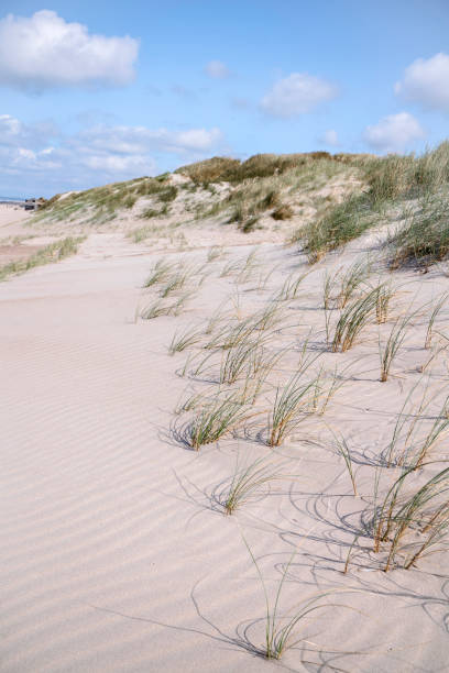 istock Lyme grass on a Scandinavian beach with sand dunes 898664494