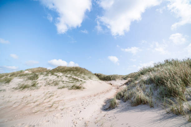 istock Beach dunes on a Scandinavian beach in the summer 898664534