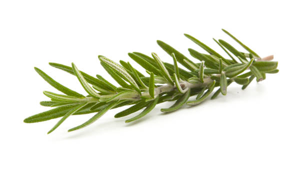 istock rosemary isolated on white background 898667068
