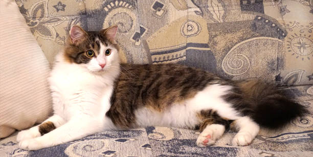 istock Domestic cute cat on the couch 898671288