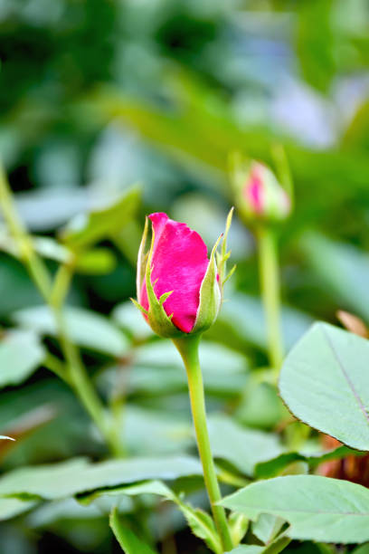 istock Rose the bud of pink 898672010