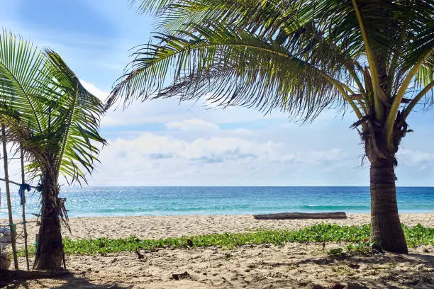 Palm trees on beach. Blue water. Light Sand.