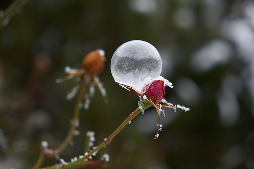 Frozen rose and one cute soap bubble