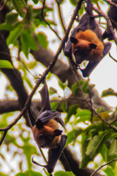 istock Lyle's flying fox,  Pteropus vampyrus, Pteropus lylei or Khangkao Maekai (Hen Bats) in Thai language at Wat Po, Bangkla, Chachoengsao, Thailand. 898679658