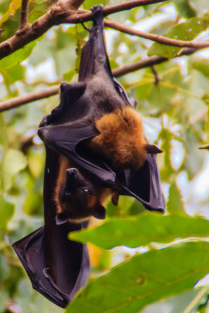 istock Lyle's flying fox,  Pteropus vampyrus, Pteropus lylei or Khangkao Maekai (Hen Bats) in Thai language at Wat Po, Bangkla, Chachoengsao, Thailand. 898679914