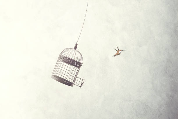 鳥かごから小鳥エスケープ - トウヒ ストックフォトと画像