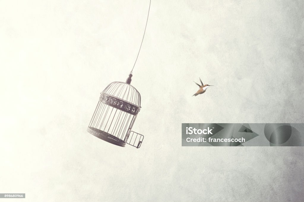 little birds escape out of birdcage Freedom Stock Photo