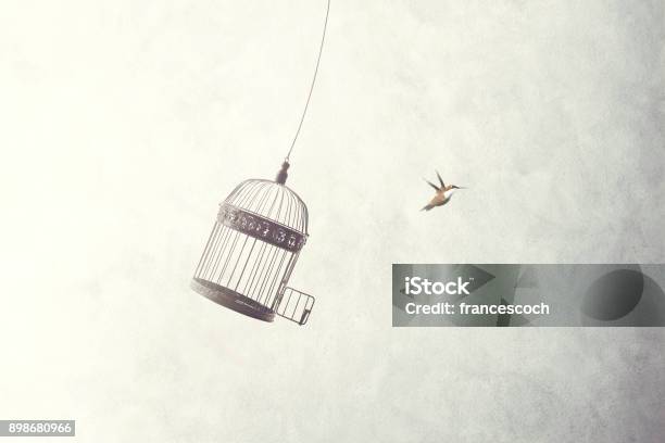 Little Birds Escape Out Of Birdcage Stock Photo - Download Image Now - Freedom, Birdcage, Concepts