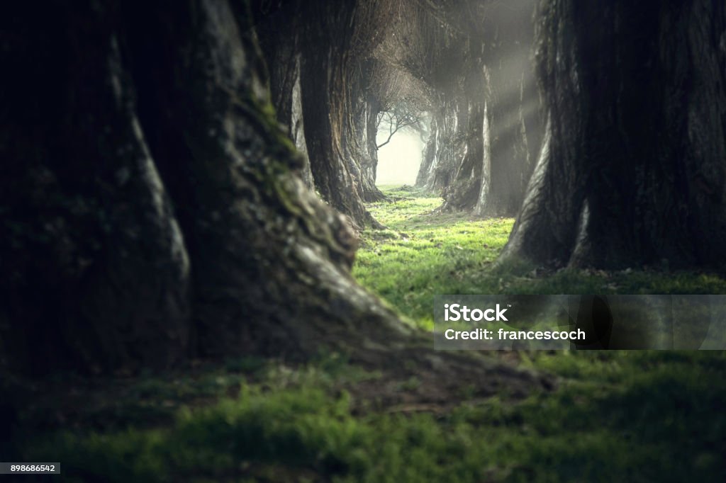 Woman walking in the mystic magic deep forest Forest Stock Photo