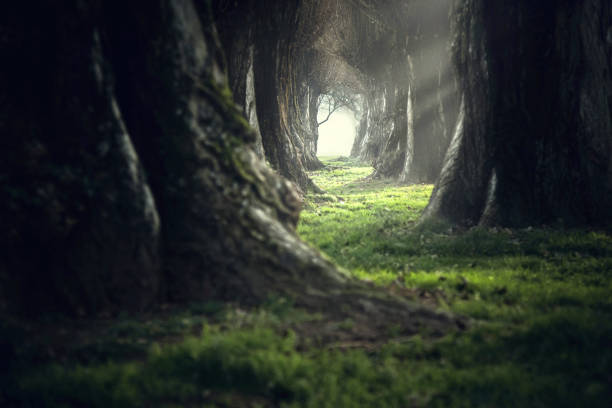 woman walking in the mystic magic deep forest - lonely tree fotos imagens e fotografias de stock