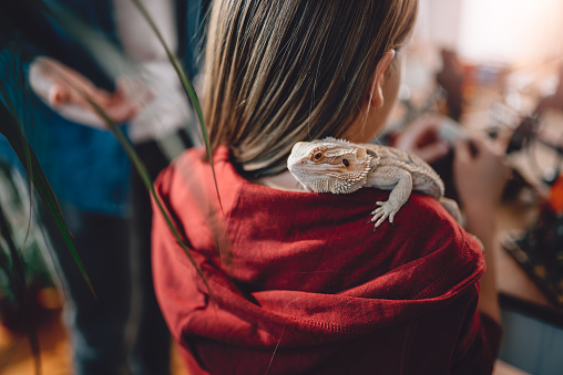 Lizard on girls shoulder at home