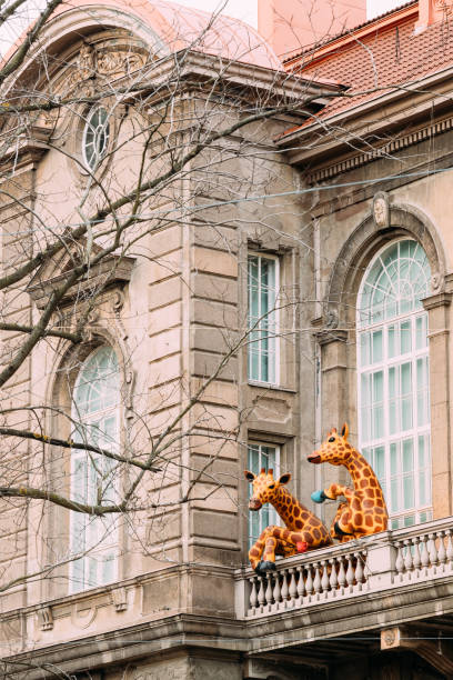 Helsinki, Finland - December 7, 2016: Amusing Installation As Giraffe Drinking Tea On Balcony Of Natural History Museum Of Helsinki.