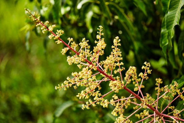 istock Close to organic mango buds in gardens 898691316