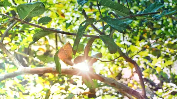 Tree leaves and branches with green and yellow bokeh background and added flare light.