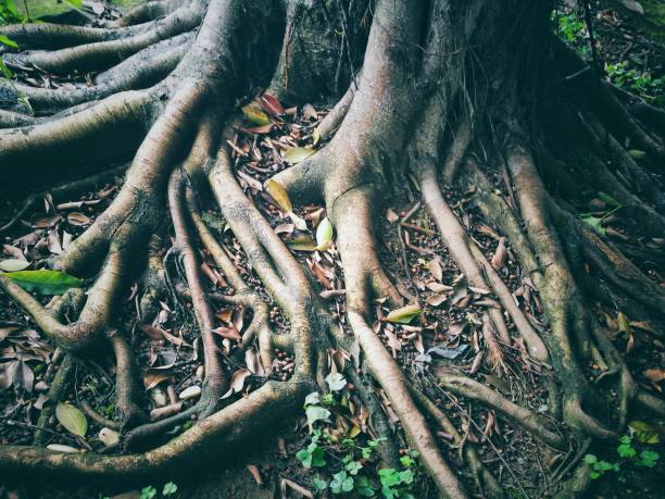 istock Close-up of tree roots after raining. 898695186