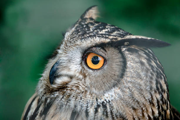 istock portrait of an eagle owl 898696500