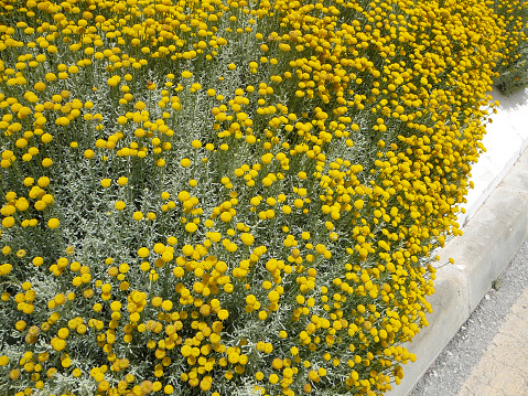 Large bed of Craspedia Billy Balls Yellow Flower