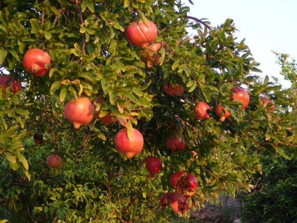 익은 pommegranate 트리 - pomegranate pomegranite tree tree leaf 뉴스 사진 이미지