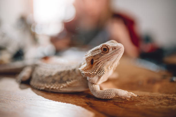 istock Lizard on the wooden table 898699338