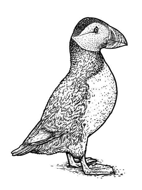 Atlantic Puffin or Common Puffin illustration, drawing, engraving,   ink, line art, vector Illustration, what made by ink, then it was digitalized. puffin stock illustrations