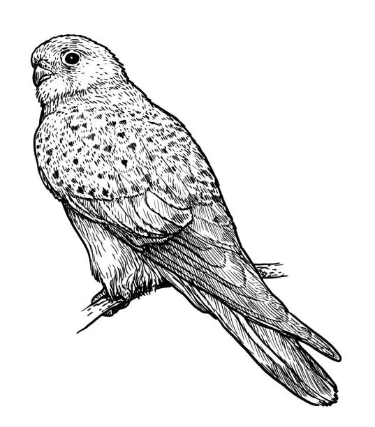 Vector illustration of Common Kestrel illustration, drawing, engraving, ink, line art,   vector