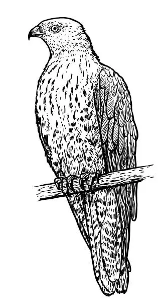 Vector illustration of European honey buzzard illustration, drawing, engraving, ink, line   art, vector