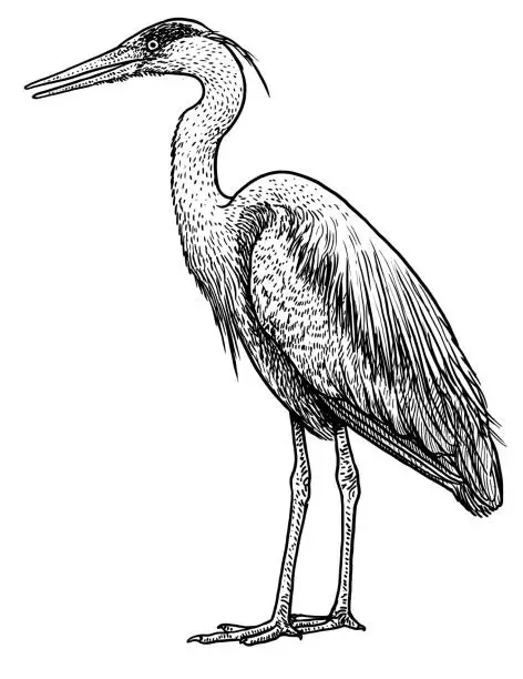 Vector illustration of Grey, common heron illustration, drawing, engraving, ink, line art,   vector