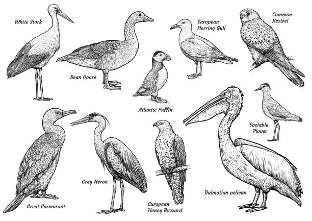 sammlung der vögel illustration, zeichnung, gravur, tinte, strichzeichnungen, vektor - charadrius stock-grafiken, -clipart, -cartoons und -symbole