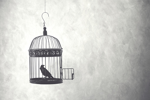 freedom concept, bird in an open cage