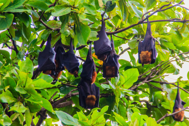istock Lyle's flying fox,  Pteropus vampyrus, Pteropus lylei or Khangkao Maekai (Hen Bats) in Thai language at Wat Po, Bangkla, Chachoengsao, Thailand. 898703518