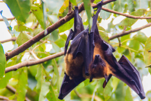 istock Lyle's flying fox,  Pteropus vampyrus, Pteropus lylei or Khangkao Maekai (Hen Bats) in Thai language at Wat Po, Bangkla, Chachoengsao, Thailand. 898703792
