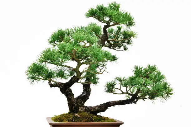 Photo of White background bonsai