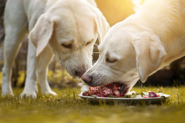 two young labrador retriever dog puppies eat a lot of meat together from a plate in the garden dog food for pet - barf big plate of food stock pictures, royalty-free photos & images