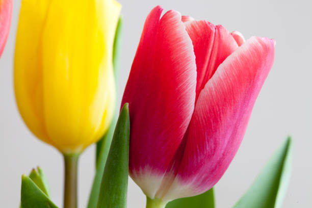 istock Closeup of the tulip 898707916