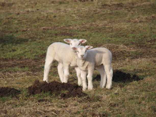 istock Two cute lambs in a meadow during spring in Moordrecht 898708354