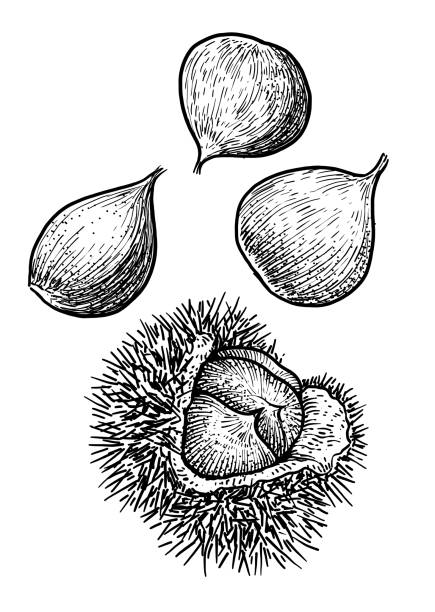 Chestnut illustration, drawing, engraving, ink, line art, vector Illustration, what made by ink, then it was digitalized. chestnuts stock illustrations