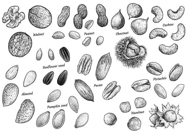 ilustracja z kolekcji orzechów, rysunek, grawerowanie, tusz, grafika liniowa, wektor - pecan stock illustrations