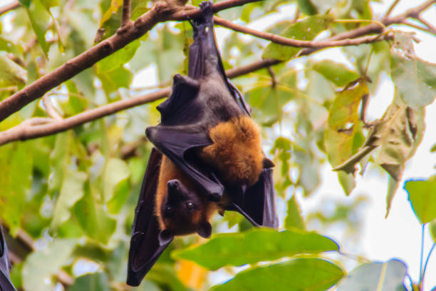 istock Lyle's flying fox,  Pteropus vampyrus, Pteropus lylei or Khangkao Maekai (Hen Bats) in Thai language at Wat Po, Bangkla, Chachoengsao, Thailand. 898712616