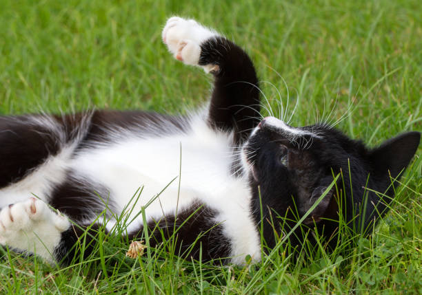 istock Adorable black and white cat. 898712894