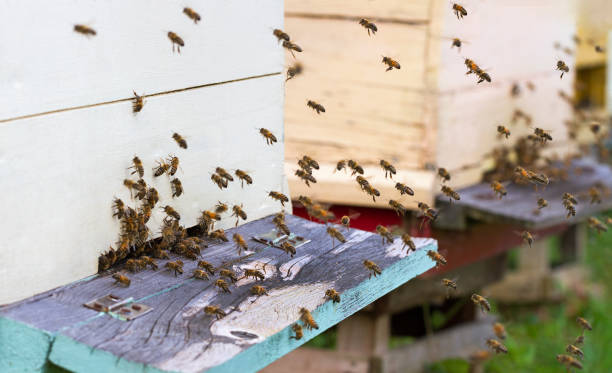 istock Honey bees are swarm. 898715592