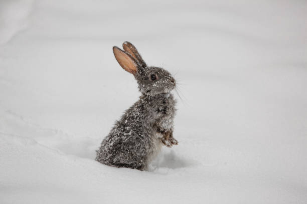 istock gray hare in the frost 898715694