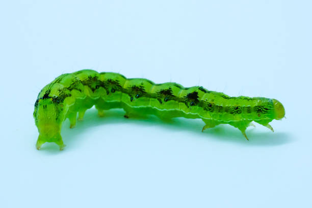 istock Spodoptera exigua Hubner worm 898716212