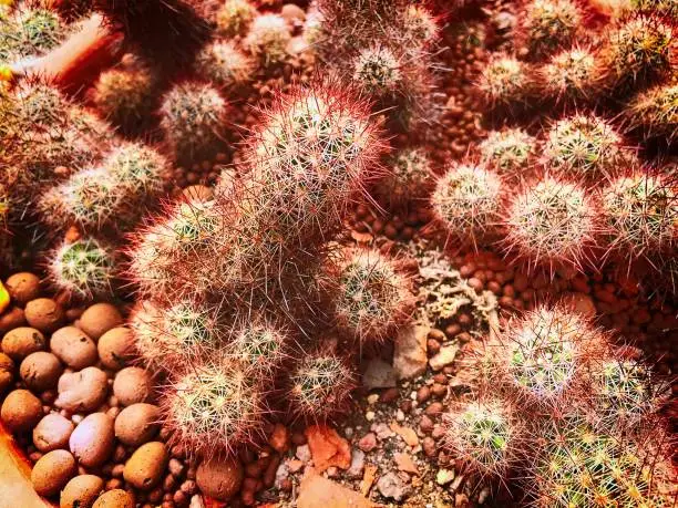 Red Brown Spiky Cactus