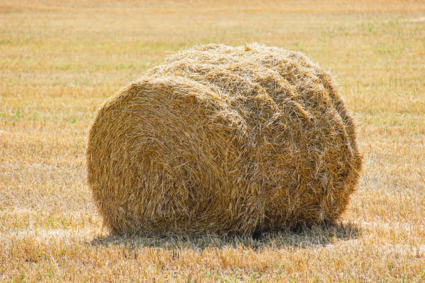 istock The rolls of straw in the summer 898718932
