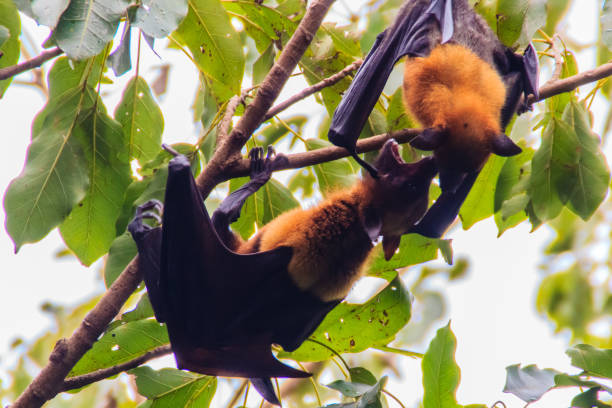 istock Lyle's flying fox,  Pteropus vampyrus, Pteropus lylei or Khangkao Maekai (Hen Bats) in Thai language at Wat Po, Bangkla, Chachoengsao, Thailand. 898719442