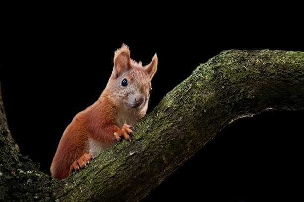 écureuil roux sur fond noir - squirrel red squirrel black forest forest photos et images de collection