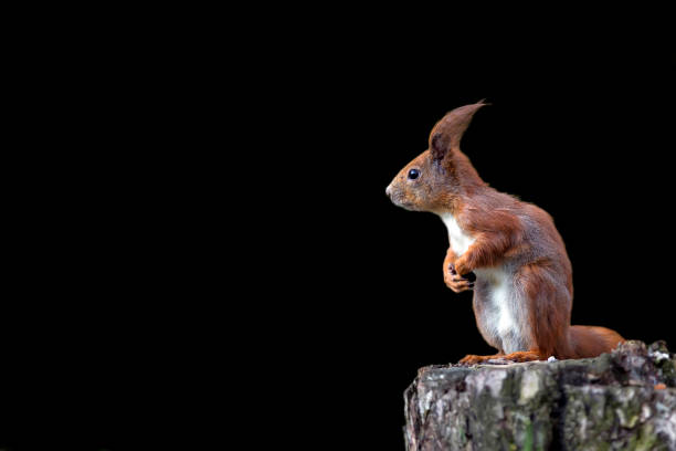 écureuil roux sur fond noir - squirrel red squirrel black forest forest photos et images de collection