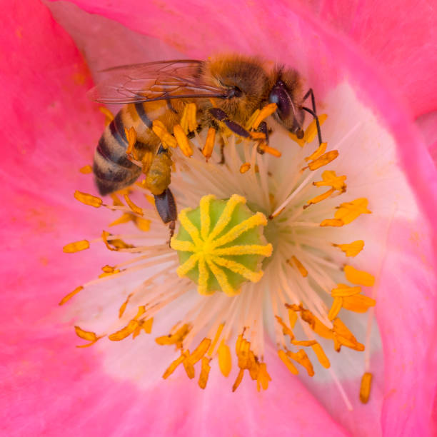 poppy  flower
