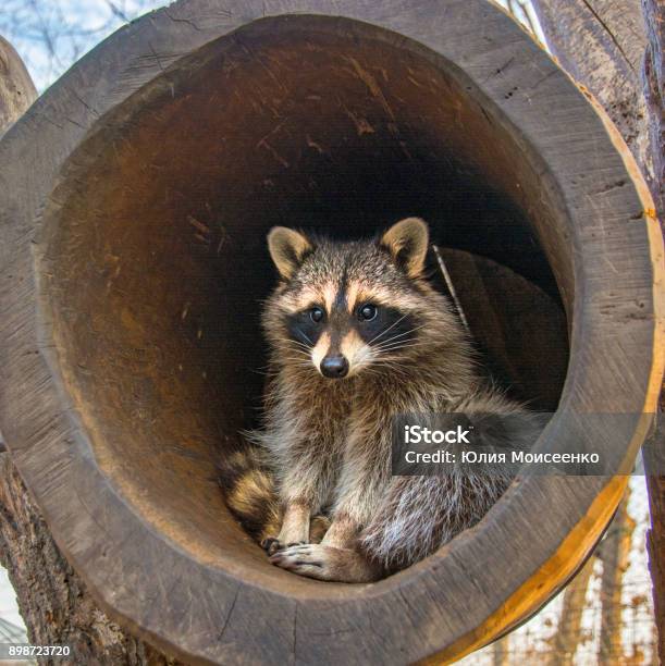 Schöne Flauschige Waschbär Sitzen In Der Kniekehle Und Looks Aus Ihm Heraus Stockfoto und mehr Bilder von Waschbär