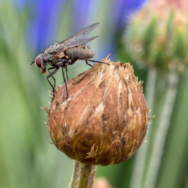 istock Close-up Image of a Fly on a Flower Bud 898724044